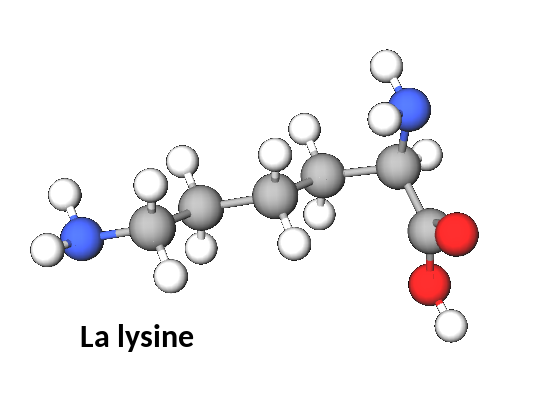 molécule de lysine